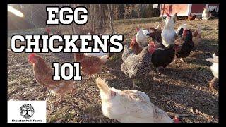 Beginners Guide To Egg Laying Chickens - Egg Chickens 101