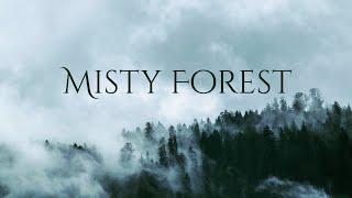 Misty Forest Ambience and Music | forest in drizzle with ambient fantasy music #ambientmusic