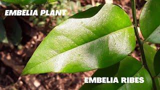 Embelia tree,Embelia ,Pridulaceae