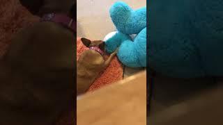 Dog chewing up toy