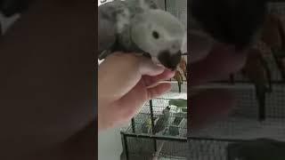 gray parrot rana pets acadmy