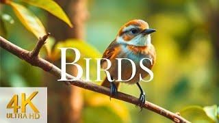 Bird Sounds Relaxation  Soothing Beautiful Nature   NO MUSIC