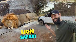 Lahore mein lion safari ka adventure kar lia 