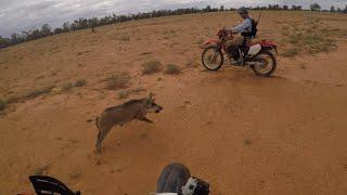 Pig Hunting from dirt bike in Australia part III