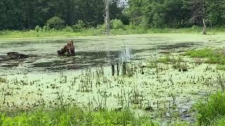 Scanning Truman's Pond and the Painted Turtle