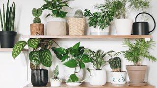 Secrets For Helping Indoor Plants Survive The Winter | The Plant Doctor Hilton Carter