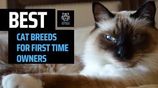 Best Cat Breeds for First Time Owners