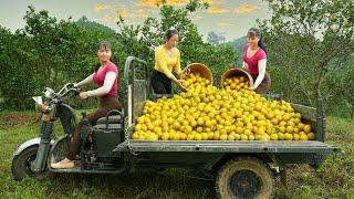 TIMELAPSE : Harvesting Orange, Grapefruit, Banana, Coconut Goes To The Market Sell - Farm Life