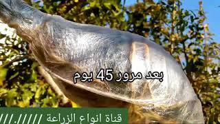الترقيد الهوائي -لجود اشجار الرمان بطريقة سهلة جدا