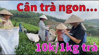 Mười Nghìn Một Cân Trà Tươi, Rẻ Qúa. #chè thái nguyên #chè la bằng #chè sạch