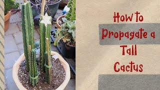 San Pedro Cactus Propagation