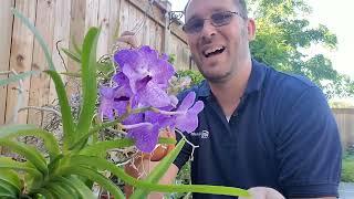 Vanda Orchid in Bloom!