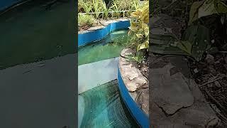 Ikan Patin #taman #kolam #kolamikan