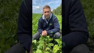 Сахарная свекла. Ошибка агронома. Повилика. Гербицидный стресс. Выращивание свеклы. Защита растений.