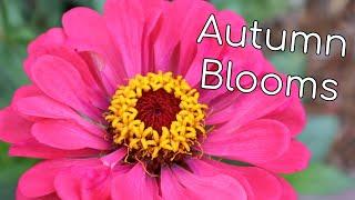 Pruning Zinnias for Autumn Blooms | Homestead Dreaming