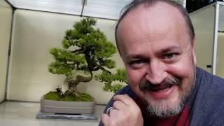 What makes a Shore Pine a lackluster bonsai tree?