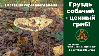 Груздь собачий - ценный гриб! Lactarius repraesentaneus. 3 сентября 2024 года.