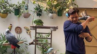 Awareness: Parrot Stress Problem | Feather Plucking | PBI Official