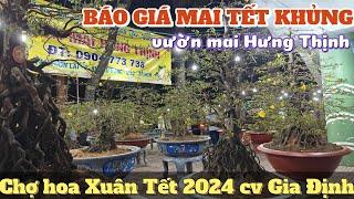 Chợ hoa Xuân Tết 2024 BÁO GIÁ MAI KHỦNG vườn mai Hưng Thịnh tứ quý ghép SBSG ở công viên Gia Định