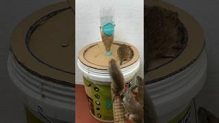 Great homemade mouse trap idea using a plastic bucket and cardboard #rattrap #rat #mousetrap