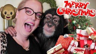 CHRISTMAS WITH A BABY CHIMPANZEE!