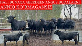 Hali BUNAQA ABERDEEN ANGUS BUQALARNI ANNIQ KO’RMAGANSIZ TO’NNA BO’LADI