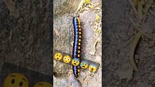 मिलीपीड  #Millipedelife #millipedes #kenno #millipedetoy #millipede #keeda #indianmillipede #kida