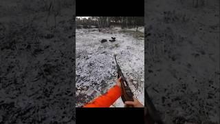 охота на кабанов с собаками #cinghiale #chasse #wildboar #охота #дикий кабан#hunting