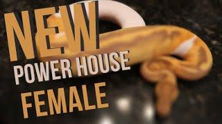 UNBOXING NEW POWER HOUSE FEMALE BALL PYTHON!!