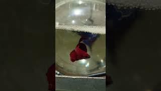 Half Moon  Blood Red colour Betta fish #fighterfish #aquarium #bettashorts #rocking_anshul