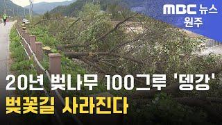 2024. 10. 22 [원주MBC] 20년 벚나무 100그루 '뎅강'.. 벚꽃길 사라진다