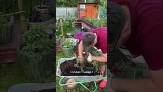 Дерево из петунии #дача #садоводничество #огород #лайфхак #сад #обзордачи #цветы #петуния
