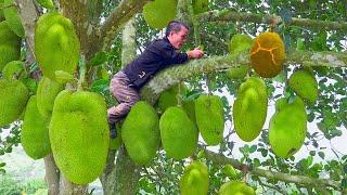 Dwarf family primitive Life: Harvesting Jackfruit & Rice | Catching Frogs and frog dishes