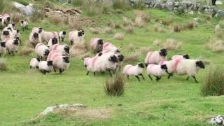 Matching sheep with land type in Connemara