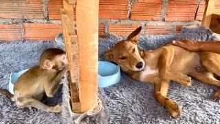 BiBi came to congratulate the puppy on having a new home