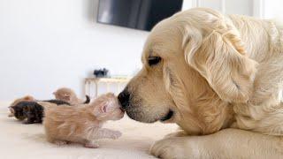 Dog And Kittens Share The SWEETEST Friendship You Will Ever See