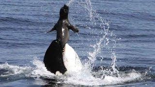 Giant whale eating seal - Built for The kill