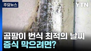 꿉꿉한 장마철, 곰팡이 습격을 막는 방법은? [앵커리포트] / YTN