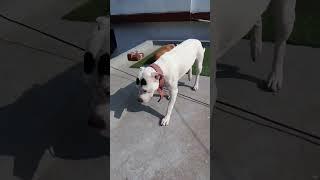 #Meet My Pitbull #vlogging #dailyvelogs #velog #viral #fyp #short#Shorts feed #YouTube#Sound page
