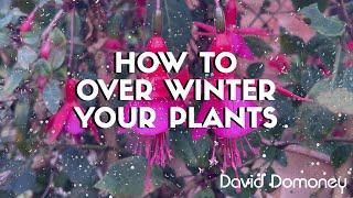 How to over winter your plants that are in pots and containers - David Domoney