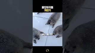 물강아지들만 할 수 있는 개인기 #동물 #물개 #물범