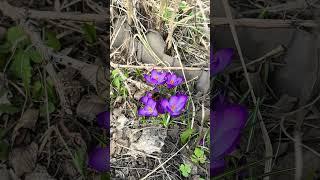 Шмель, крокусы, весна #весна #март2025 #крокусы #цветы #шмель #тверь #веснаидет #первыецветы