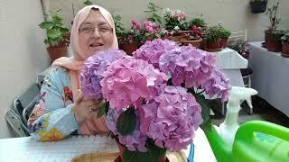 ORTANCA (HYDRANGEA) ÇİÇEĞİNİN BAKIMI,ÇOĞALTILMASI VE RENK DEĞİŞİMLERİ NASIL YAPILIR.