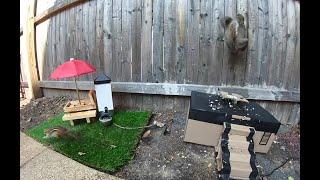 Mellie the Chipmunk - accidentally scares Grandpa Squirrel.