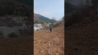 엄나무묘목을 전지한후 표시목 설치하기