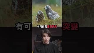 稀有色違？美國出現超罕見橘色雪鴞！｜志祺七七 Shorts #shasha