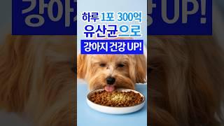 강아지유산균 1포 300억 보셨나요?#강아지유산균 #끝판왕