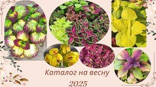 Открываю прием заказов на весну 2025(1часть)Вегетативные колеусы традесканции ампельные растения.