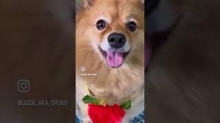 Pomeranian lovers #cuteanimals #dog #tinypom #doglover #cutethings #pets #pomeraniangrooming