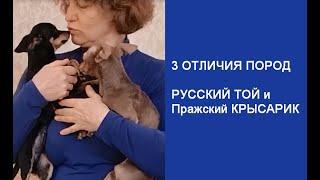 Отличия пород Русский Той и Пражский Крысарик.
